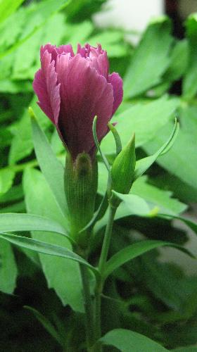 A Dianthus about to Open Up - Do you know this flower? Is it good to eat? A Dianthus about to Open Up - Do you know this flower? Is it good to eat?