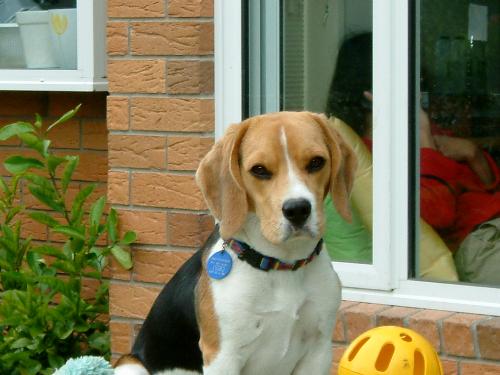Milo, the beagle (my dog) - A picture of my cute dog!
