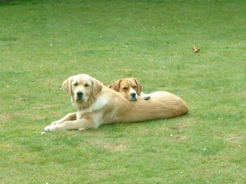 Milo and Bailey - Photo of Milo the beagle and Bailey and golden retriever!