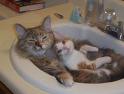 cats - cat in sink