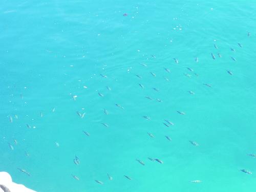 Pool of Fishes  - This picture was taken at Pearl Farm Beach Resort, Island Garden City of Samal, Philippines. I could not resist taking pictures of the pool of fishes in very clear and calm waters. The water is already around 80-100 feet deep.