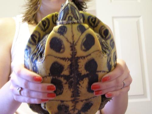 under belly - turtle