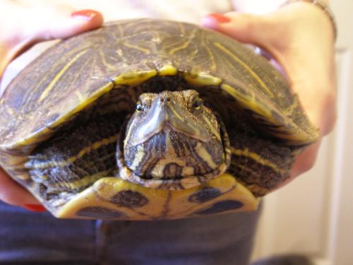 face - turtle