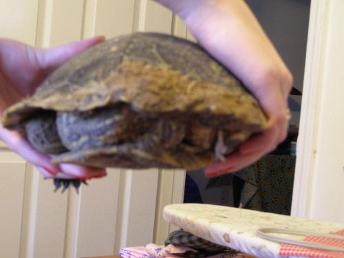 backside - turtle