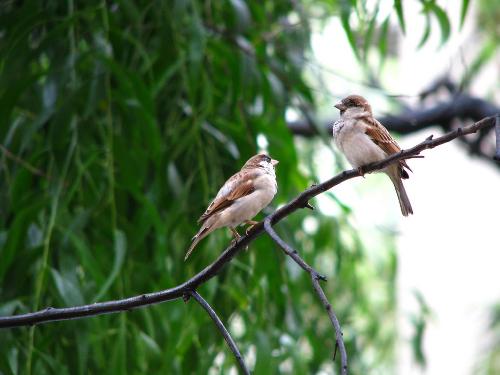 Sparrowfest - Sparrows after the rain