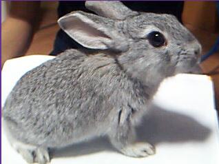 pretty rabbit - If there is a beauty contest among rabbits, I'm sure she will be the winner!