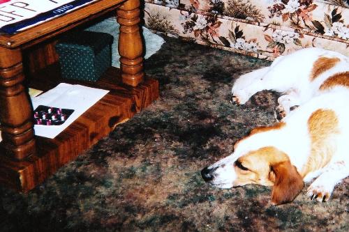 My dog Freckles - This is my baby girl who died in January of this year. I miss her so much.