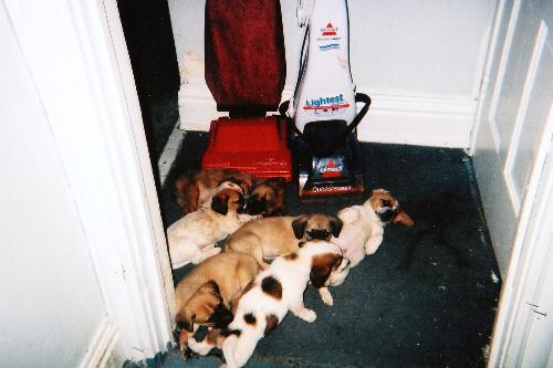Our dog Fluff's first litter - All of the puppies laying around taking a nap.