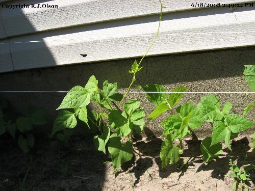Pole Beans - getting taller than the strings now