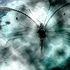 butterfly - butterfly photo