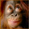 monkey - funny monkey picture!