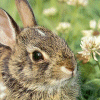rabbit - cute little bunny!