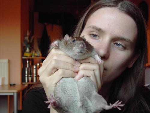 Rat - my pet rat Dolce