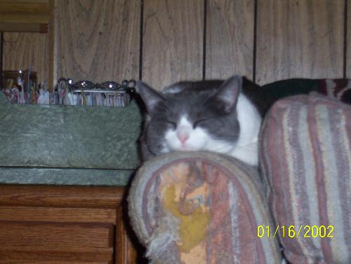 My cat Izzy - This is my cat Izabel.