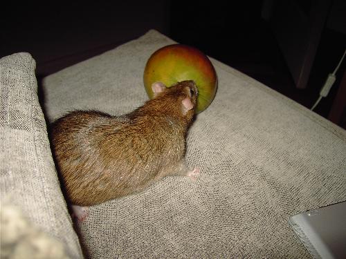 Rat and Mango - My pet rat Dolce