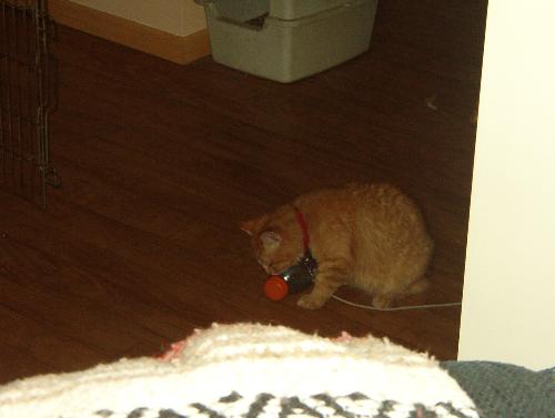 Me playing with a plastic bottle. - I was bored and found this in the recycle bag. I had a ball chasing it all over the kitchen floor and driving my mommy bananas with the noise.