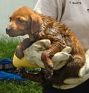 Rescued Puppy From Drain - Image of the rescued puppy that was caught in a storm drain and whose mother wouldn&#039;t abandon