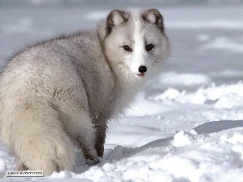 snow fox - lovely animal