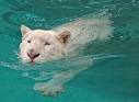 tiger - a tiger swimming