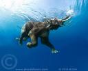 elephant - An elephant beautifullu swimming in water