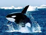 Killer Whale - Killer whale. image from: ibt4im.com
