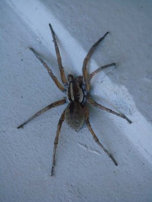 Giant spider - This is a large ugly spider found in Florida.