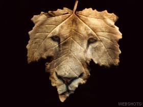 sweet - tiger leaf