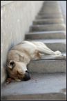 the dog is sleeping - sleeping dog at the stairs