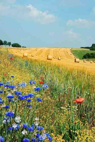 Summer Flowers - Poppies and cornflowers growing in the fields