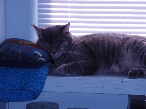 pets - my cat taking a nap