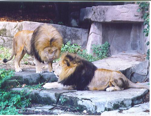lions - two lions