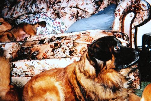 Jasper - This is Jasper in our old house. He is our biggest dog and our second oldest. He is 9 years old.