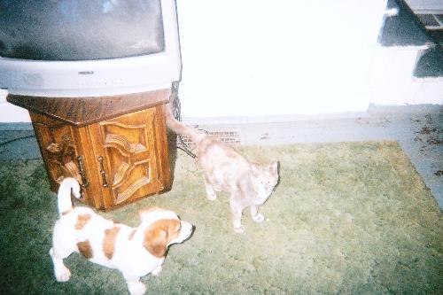 Freckles and Knuckles when they were babies - This is my dog Freckles when she was just a pup and my cat Knuckles when she was a little older than a kitten. Knuckles took off 2 years ago and never came back. I miss her so much.