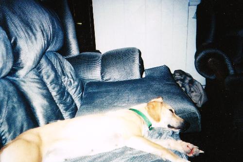 My dog Misty - This is my dog Misty who was also my baby. She died when she was 2 in a flood we had here. I still miss her even though she has been gone for years.
