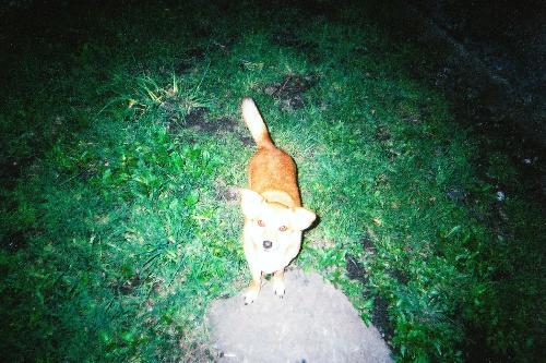 Scotty - Here is Scotty again! He is our smallest dog but our oldest dog at 12 years old.