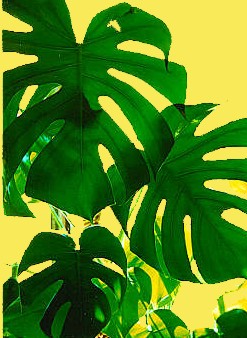 Swiss Cheese Plant - Monstera Deliciosa - large heart shapes leave scover this vine. Likes dabbled shade with good sunlight. Thrives in humid conditions