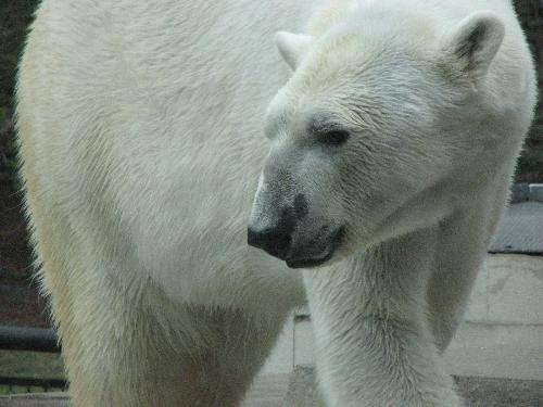 Polar Bear - This was taken at como Zoo.