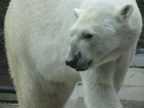 polar bear - Taken at Como Zoo