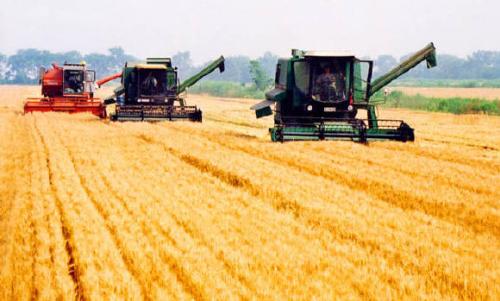 grain harvest - grain harvest in China