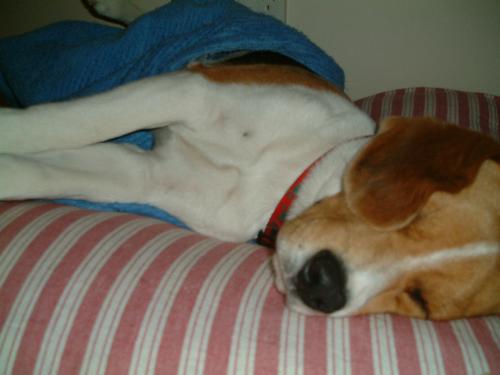 sleeping dog - picture of our doggy sleeping