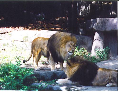 two lions at the zoo - a couple of lions