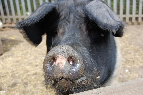 sadleback pig - My pet pig...Miss Piggy!