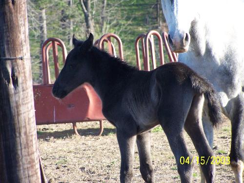 My newest baby - My mare had a beautiful baby boy we named spider because he has the longest legs I have ever seen. When he would try to stand up his little body looked like a spider and his long legs would bend like a spiders as he tried to get up.
