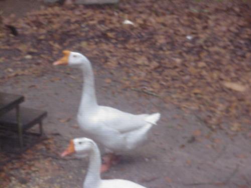 My two geese - My geese could be fiesty.