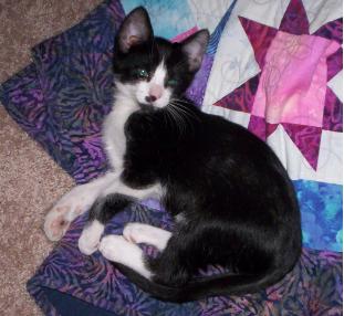 Calendar Kitty - This is our new kitten, Spartacus. He is posing her for his first calendar. He is relaxing in a quilt my mom made for me. Why 'Spartacus?' Because if I didn't let my husband name our cat that, I was afraid he'd try to name our child Spartacus!