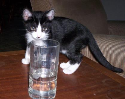 Spartacus taking a drink - Spartacus pretty much thinks he's a person. Yeah, I know, all cats think that. Spartacus even tries to drink from a water bottle! He puts his little paws around the opening like he's going to pick it up and drink from it.