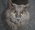 All about Cats - about cats