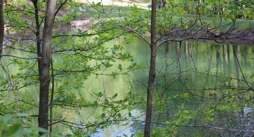 pond at campgrounds - pond where the dog goes for a swim