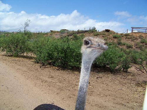 Ostrich at Out of Africa near Sedona AZ - This Ostrich and I bonded at a wild animal park.