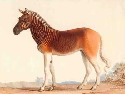 Quagga half zebra, half horse - One of Africa&#039;s most famous extinct animals, the quagga was a subspecies of the plains zebra, which was once found in great numbers in South Africa&#039;s Cape Province and the southern part of the Orange Free State.